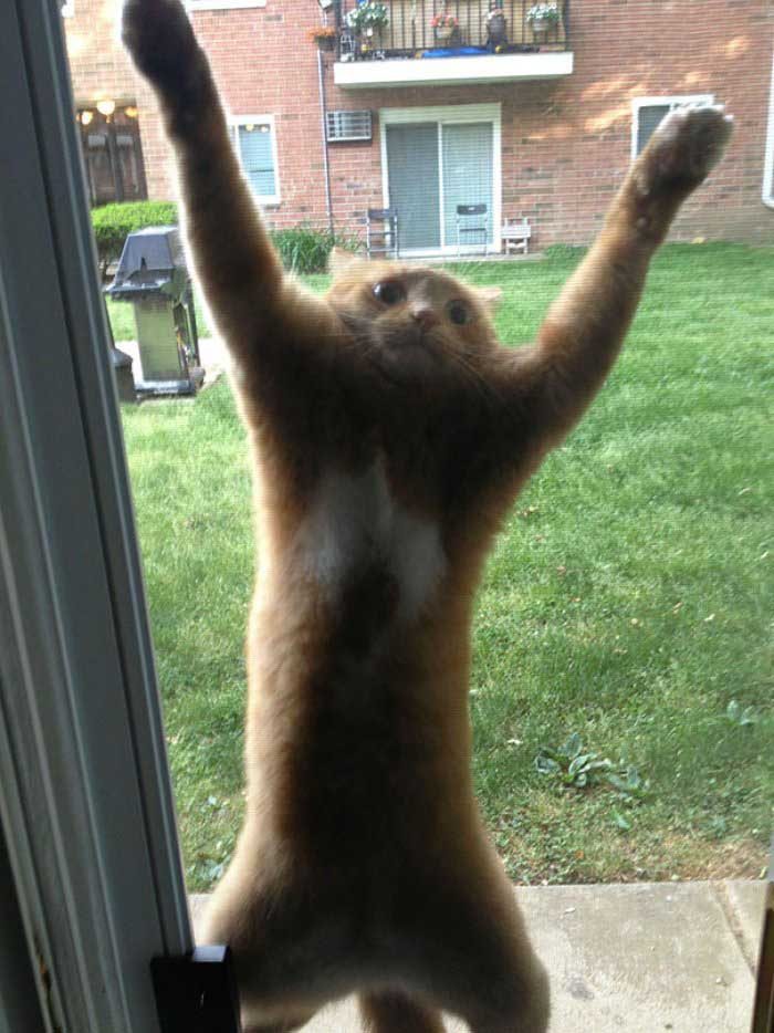 kederli kedi