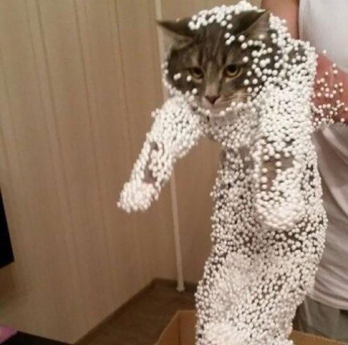 kederli kedi