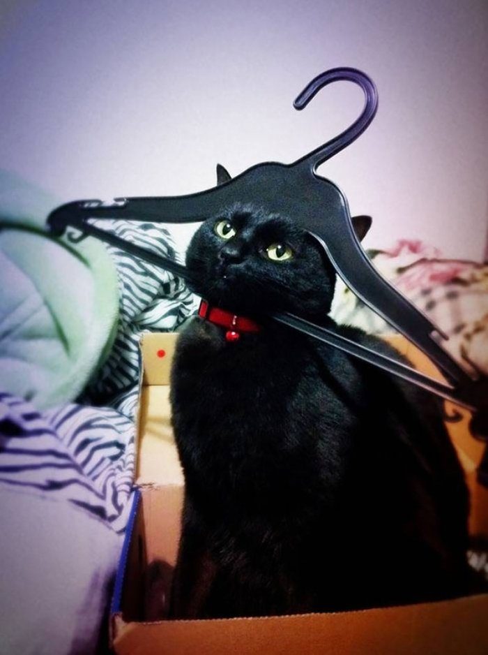kederli kedi