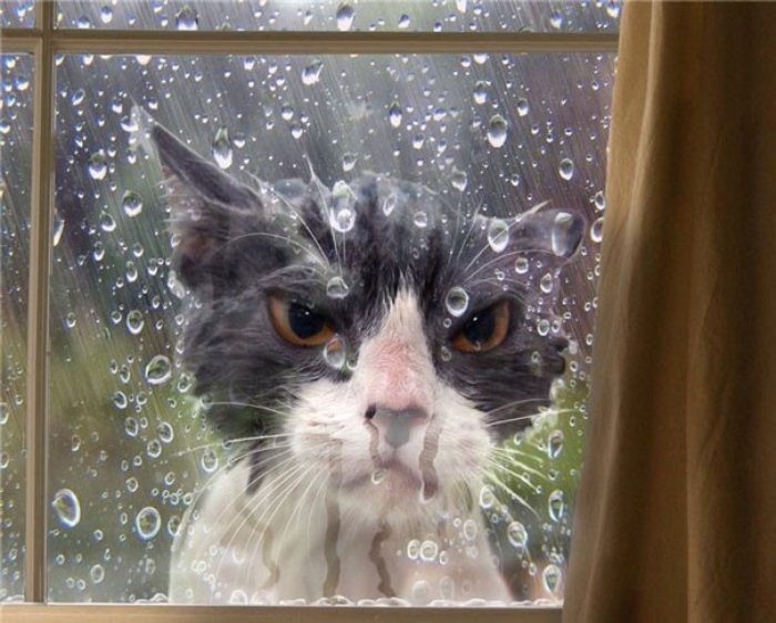 kederli kedi