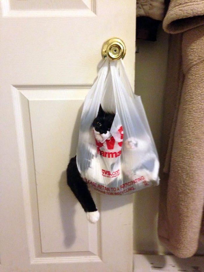 kederli kedi