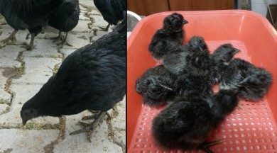 bu tavuklar cep yakiyor ekonomi