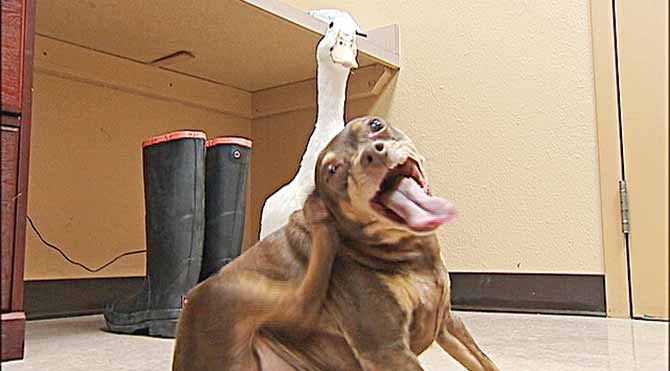 Ördekle köpeğin dostluğu