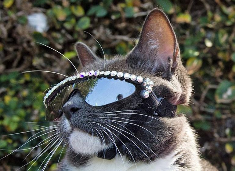 Güneş gözlüğü takan kedinin ardındaki gerçek Son dakika dünya haberleri