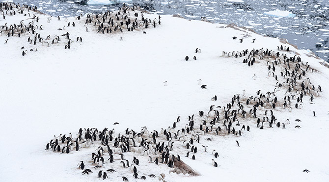 Büyük bir buz dağı koptu 150 bin penguen öldü