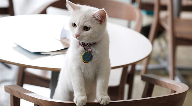 Kedi Bakmanin Saati 30 Lira Moda Haberleri