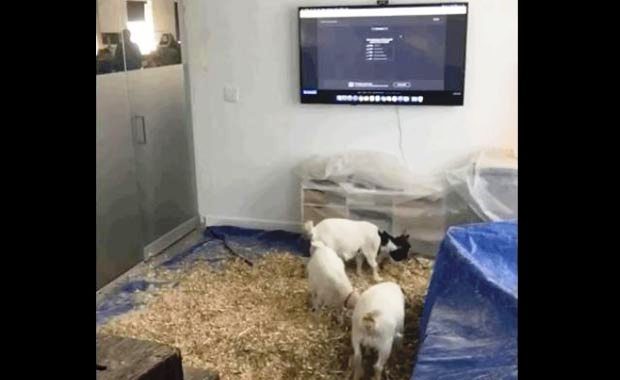 "O toplantıda iken ofisine gizlice 4 keçi yerleştirdik."