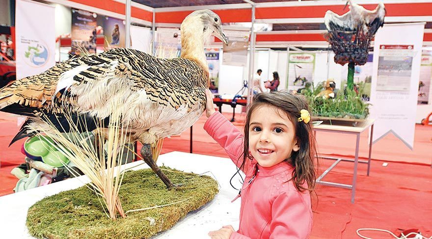Doldurulmuş hayvanlara ilgi büyük oldu