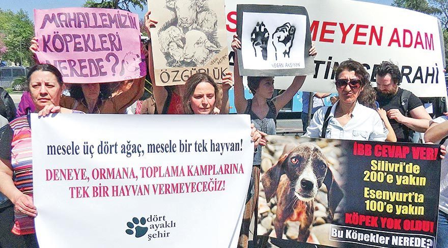 Mahallemizin köpekleri nerede?