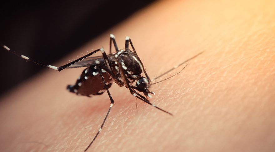 Zika virüsü nedir? Zika virüsü insanlara nasıl bulaşır? Hamileler dikkat!