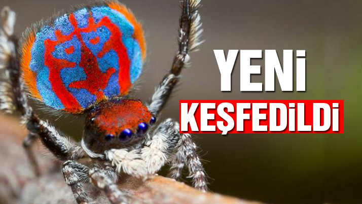 7 yeni örümcek türü keşfedildi Dünya haberleri