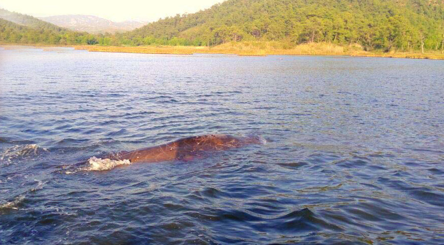 Marmaris’te balina heyecanı