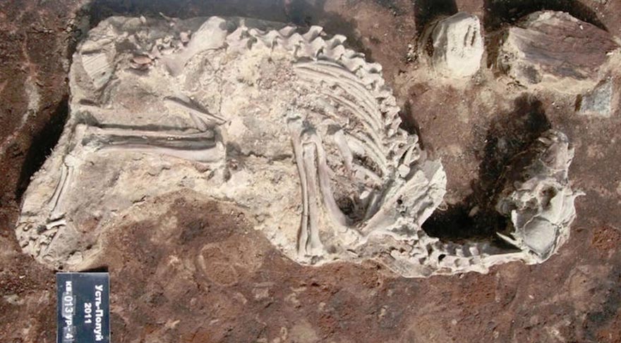 Sibirya’da 2000 yıllık köpek mezarlığı bulundu
