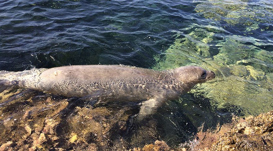 İzmir’deki plaja Akdeniz foku ziyareti