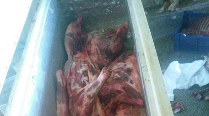 Aydın Haberi Aydın'da 450 kilo domuz eti ele geçirildi Sözcü Gazetesi