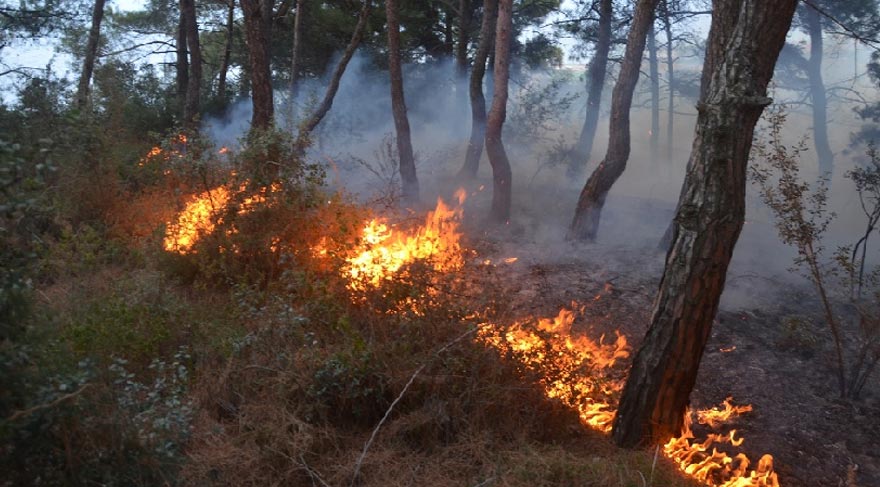 Mudanya’daki yangında 10 dönümlük arazi zarar gördü