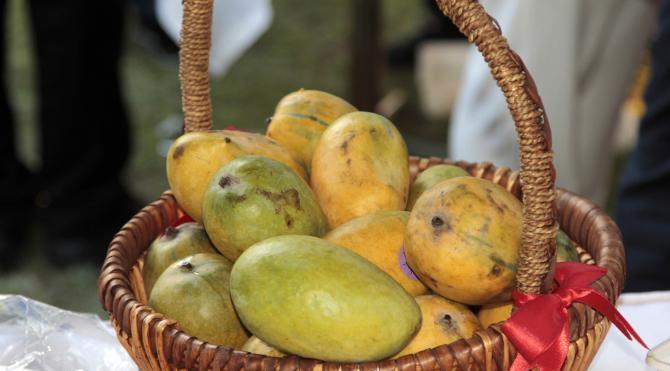 Pakistan'ın Ankara Büyükelçiliği'nde mango festivali