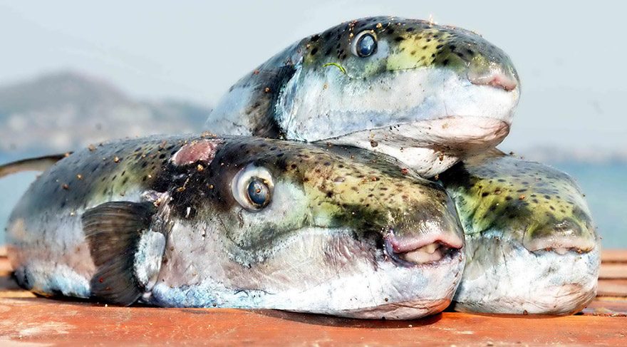 Akdeniz'e istilacı balıklar dadandı... Fethiye tehlikede