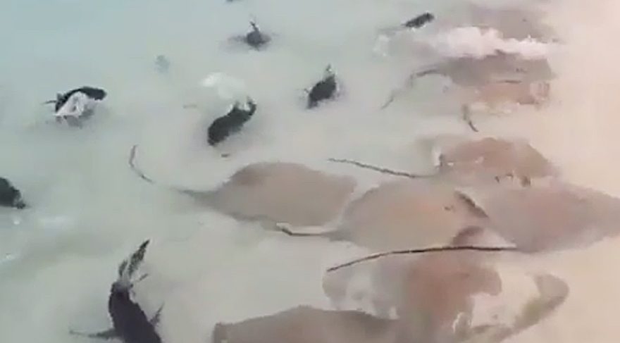 Köpekbalıklarını ve vatozları besleme vakti