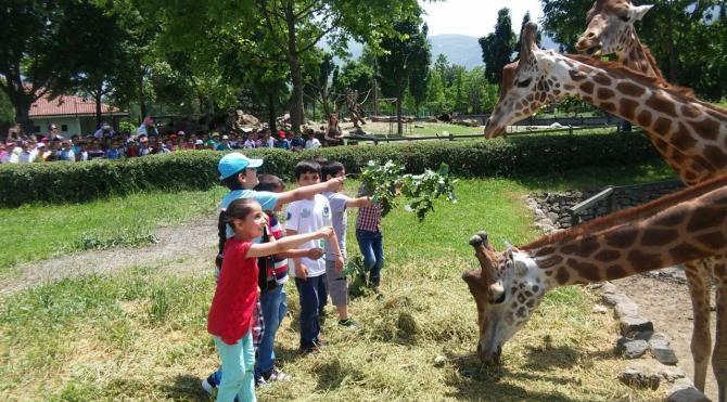 Bursa Hayvanat Bahcesi Hakkinda Bilgi Giris Ucreti Hangi Hayvanlar Var