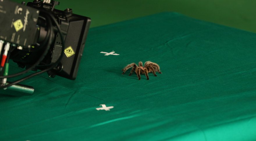 Tarantula, günde 800 TL kazanıyor!