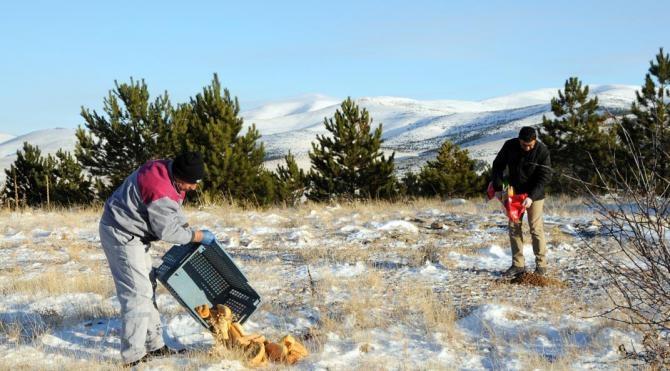 Kırşehir'de yaban hayvanları için doğaya yem bırakıldı