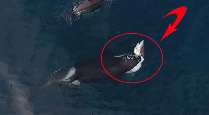 Katil balinalar köpek balığını paramparça etti!