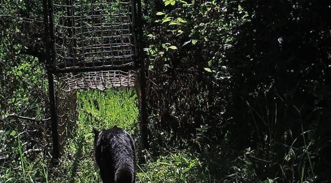 Küre Dağları Milli Parkı'nda ilk kez siyah yaban kedisi görüntülendi