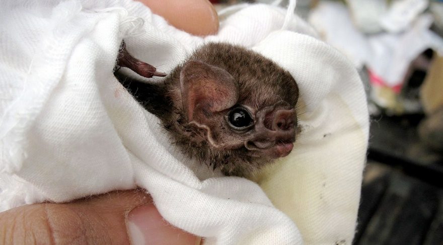 Vampire bats have tasted human blood!