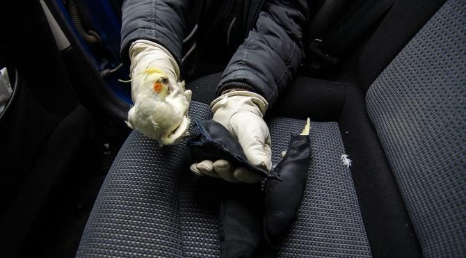 Türkiye'ye kaçak sokulmak istenen 45 papağan ele geçirildi