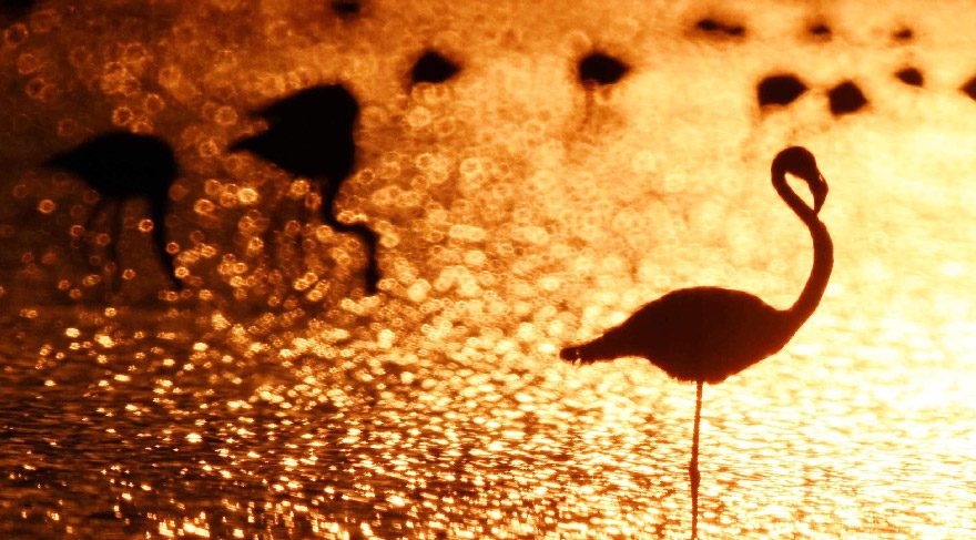 Flamingolardan görsel şov