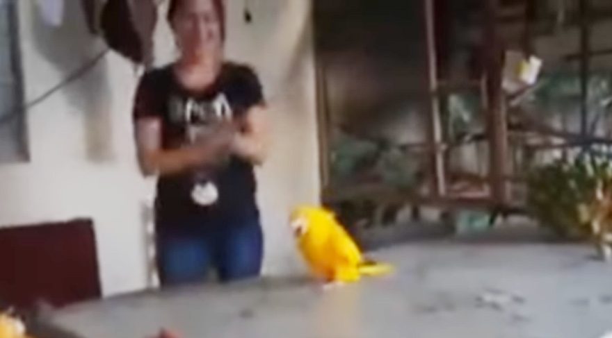 Horon tepen papağan