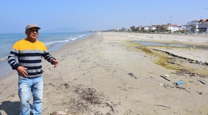 Kuşadası Körfezi'nde bir ayda üçüncü yunus öldü