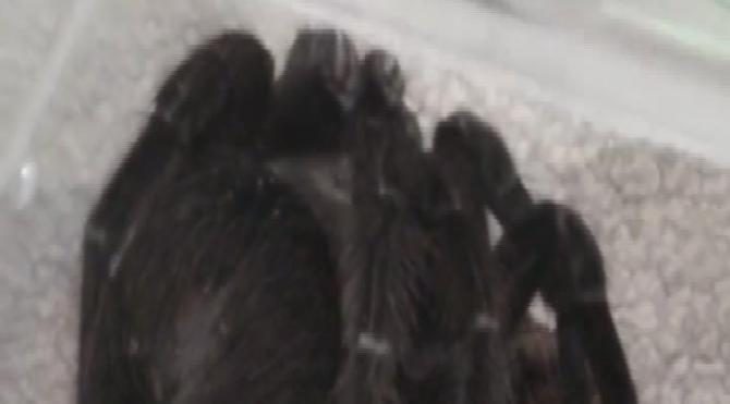 Terör operasyonundan tarantula çıktı