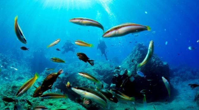 Dalış turizminde yüzde 100 artış bekleniyor