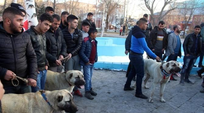 Ardahan'da Hollanda’ya çoban köpekli protesto