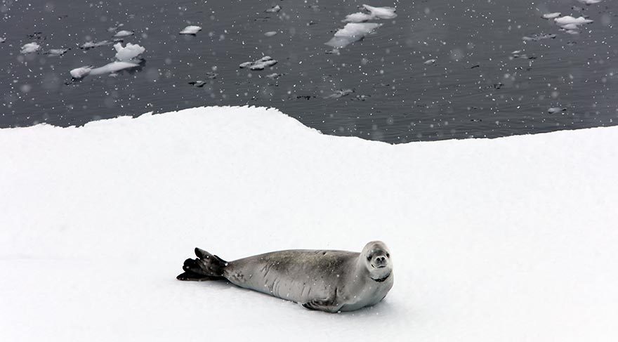 Antarktika’da küresel ısınma alarm veriyor
