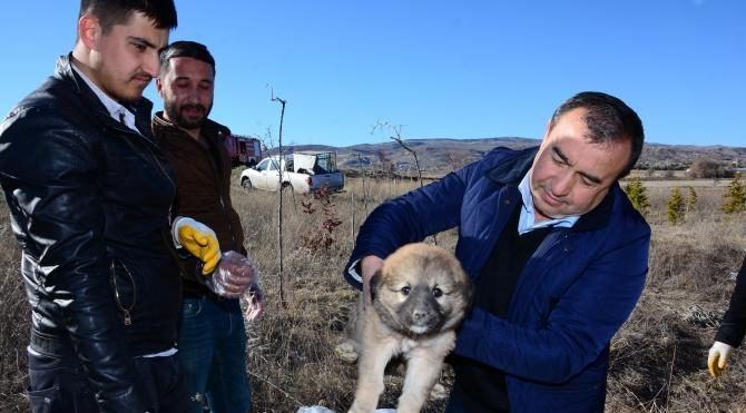 Düştüğü rögardan kurtarılan yavru köpek, bakıma alındı
