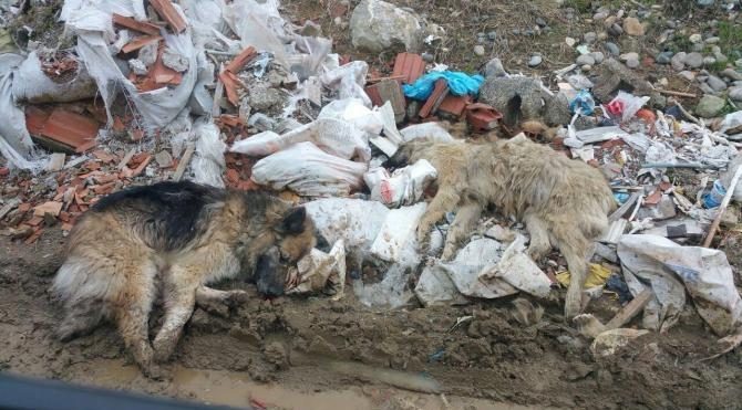 Tirebolu’da belediye köpekleri zehirledi iddiası