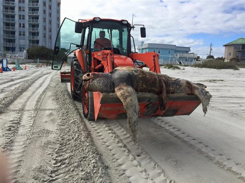 Amerika Birleşik Devletleri'nin Florida eyaletinde yer alan New Smyrna plajında ölü olarak bulunan bir deniz deri sırtlı deniz kaplumbağası...
