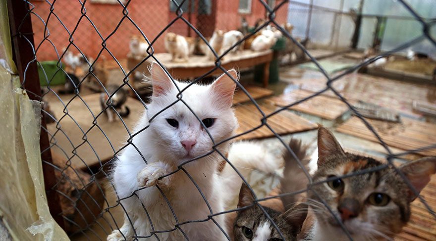 barÄ±naktaki kedi ile ilgili gÃ¶rsel sonucu