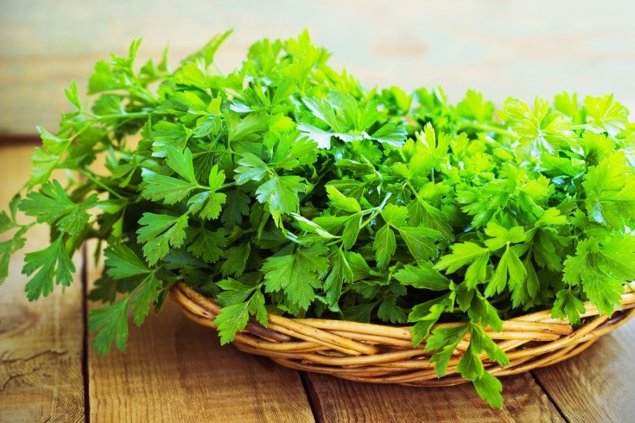 Maydonoz: <br />C vitamini ve güçlendirici etkinlik yönünden çok zengin bir bitkidir. İştah açar, ter çıkartır, ateş düşürür. Kadınların düzensiz adet görmelerini yoluna sokar ve organizmayı zehirlerden arındırır. Bu yüzden maydanoz karaciğer hastalıklarına, sarılığa, egzamalara, selülite, romatizmaya, gut hastalığına ve idrar yolları taşlarına karşı tavsiye edilir.