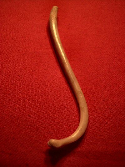 rakun-penis-kemigi