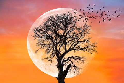 shutterstock_595605086