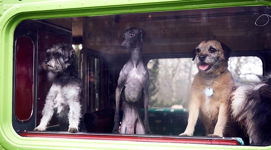 Se puede llevar perros en el autobus