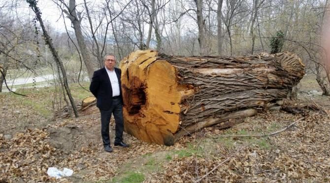  Isparta'da dev kestane ağaçları katledildi