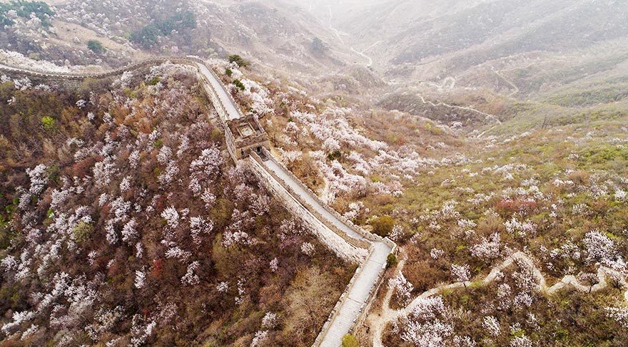 Çin Seddi baharla şenlendi
