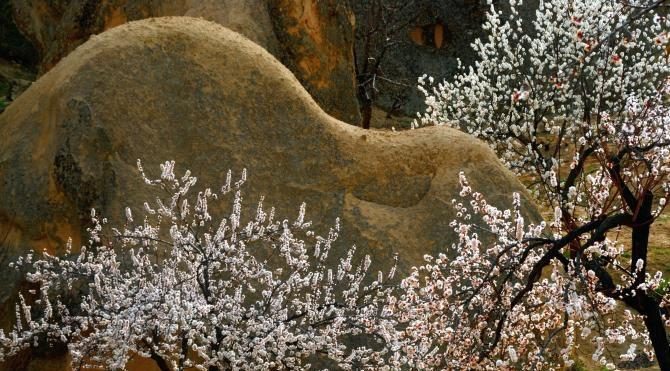 Kapadokya’da Peribacaları çiçeklerle bir başka güzel