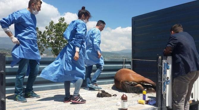 Yaralı yılkı atı tedavi için Ankara'ya gönderildi