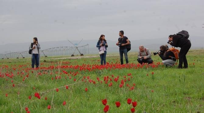 Muş lalesini ladılar